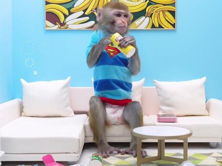 勤劳的小猴子化身家庭煮夫,会闹出怎样的爆笑趣事引发风波? #小猴子 #儿童 #搞笑视屏 #动物圈 #萌宠出道计划