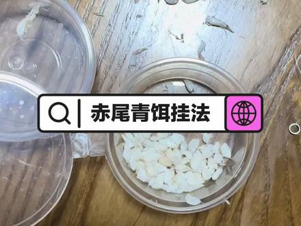 赤尾青饵剪法与挂法#钓虾 #钓虾技巧
