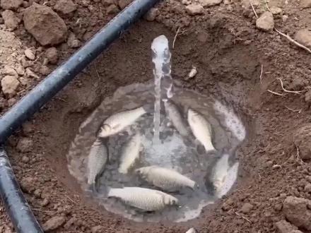 #AI菜园刨地遇鱼涌 #随变ai随便玩