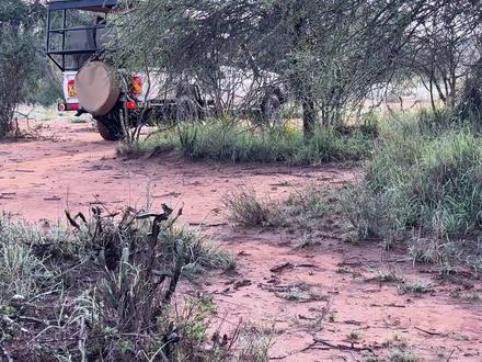 有豹王撑腰,雌豹侵犯领地赖着不走,母豹无法容忍策划了一场对决