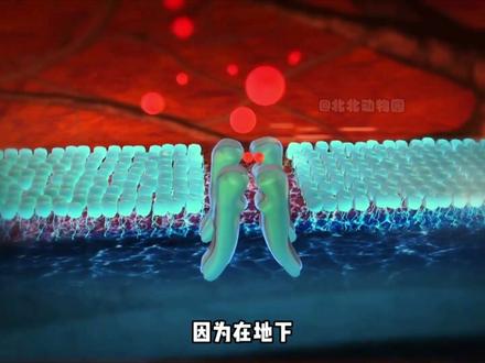 一口空气你嫌苦 它用十分之一活31年 #裸鼹鼠 #动物世界 #野生动物零距离 #动物独白 #第一人称视角
