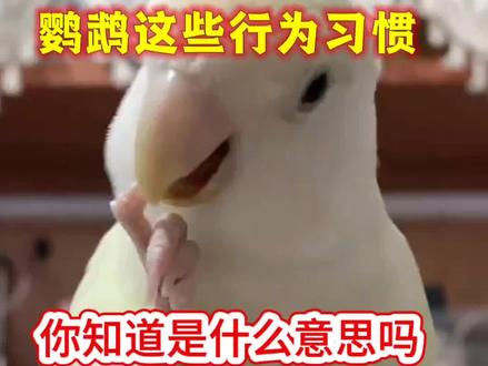 鹦鹉出现这些行为习惯,你知道是什么意思吗#鹦鹉 #鹦鹉鹦鹉萌萌哒逗鹦鹉 #鹦鹉小白 #鹦鹉日常 #虎皮鹦鹉