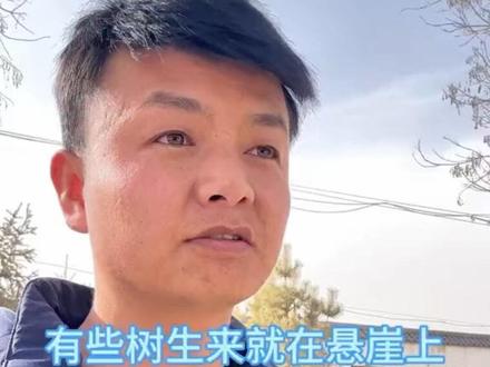 有些树生在就在悬崖之上,风雨交加的生长一辈子#就想说点大实话 #内容过于真实 #农村生活#原创视频 #婚恋情感