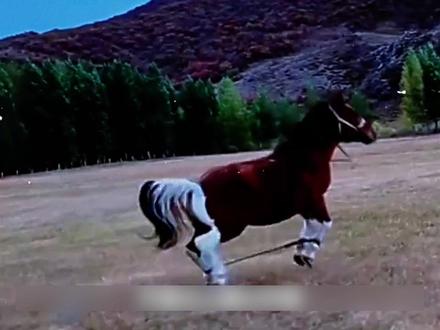 马腿一解,明天踏平天安门!别心疼,全是魔丸!