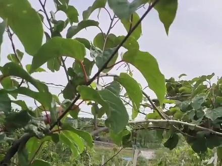 软枣猕猴桃专家教你夏季如何修剪#软枣猕猴桃栽培技术 #软枣猕猴桃 #软枣子 #创业