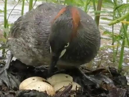 小鸊鷉(屁梯)是一种各类水域河流湖泊以及公园水塘,很常见的水鸟,大家以为是小型野鸭,其实它和鸭子没一毛钱关系。