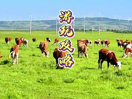 5天4晚游玩攻略,御道口草原森林风景区最适合自驾游#坝上草原 #御道口草原森林风景区