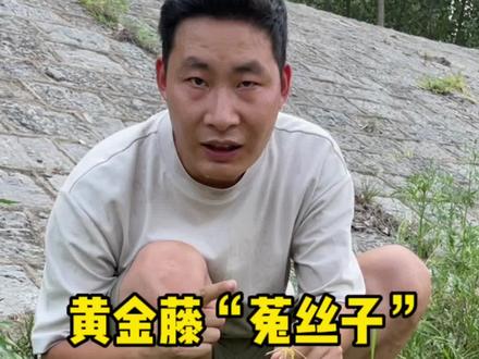 这个植物被誉为植物界的“吸血鬼”,但也有人说他是男性朋友的加油站,他就是大名鼎鼎的菟丝子,你知道它的价值吗?#识百草 #植物科普 #菟丝子