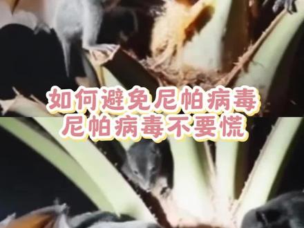 网传的尼帕病毒恐慌感真的很强,我们要做好科学防护啊#尼帕病毒#科普#尼帕病毒症状#帕病毒症状传播途径是什么