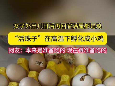 女子外出几日后再回家满屋都是鸡,“活珠子”在高温下孵化成小鸡,网友:本来是准备吃的,现在得准备吃的(来源:@可可可心 )#高温 #小鸡孵化 #万万想不到
