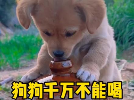 狗狗千万不能喝的5种水,特别是最后一种#狗狗 #新手养狗 #养狗攻略 #养狗经验分享 #养狗小妙招