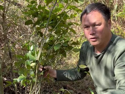 草珊瑚,又叫肿节风,是种实用植物,价值很高,上山看到别不认识。#新农人计划2023 #返乡创业青年 #三农 #2023新农人计划 #我的乡村生活