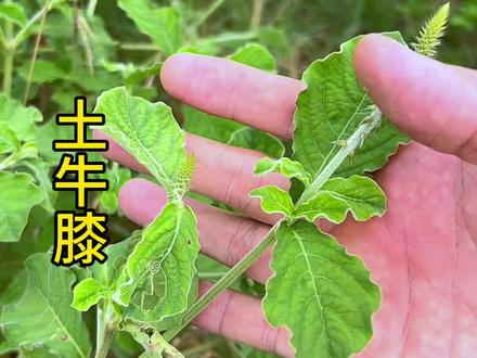 土牛膝,别名倒扣草,一种记载悠久的草本,你们听说过这种植物吗?