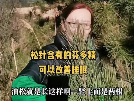 农村随处可见的松树浑身都是宝,特别是松叶可以直接当茶喝还能做枕头,你了解松针的好处吗?#大自然 #松树#科技农业创新农业