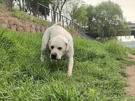 我知道为啥拉布拉多!又名水犬了!!
#中国犬敏捷锦标赛 #敏捷犬运动 #拉布拉多 #狗狗游泳 #夏天来了 拉不拉多!吃的多!拉的多!还超级爱游泳🏊🏻♂️!果然是水犬!我服了!