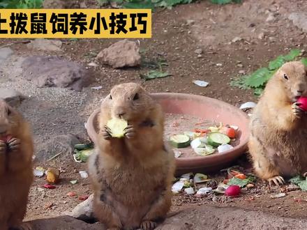 土拨鼠养殖让你每天聆听它的“故事” #土拨鼠 #黑尾土拨鼠 #小动物 #宠物知识 #小浣熊 #袋鼠 #松鼠 #羊驼 #小松鼠