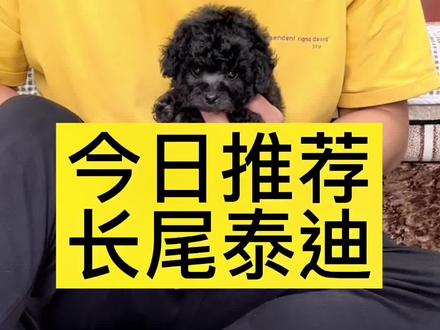 其实泰迪留尾巴特别好看
#萌宠 #泰迪 #狗狗 #宠物 #泰迪🐻 #爆毛泰迪 #有尾巴的泰迪 #小体泰迪