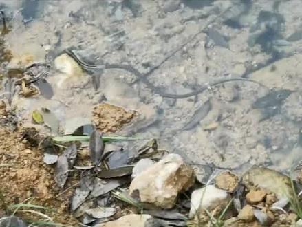 意外拍到小龙戏水,卧龙潭里确实有龙,就在我眼皮底下#清澈见底 #大山深处自然美 #好山好水好风景