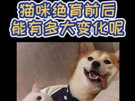 斯基绝育后狗狗在他心中的地位好像下降了#萌宠出道计划