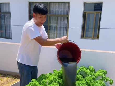 #蔬菜种植 这就是#种菜 万能肥,抓一把就能兑一桶水,含有蔬菜生长所需要的氮磷钾等多种养分#在家种菜 #我的小菜园 #有机肥