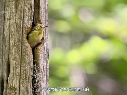 蓝翅黄森莺(下):住在水潭中央的高树上,谁也捉不到 #动物世界 #蓝翅黄森莺 #抖音硬核版