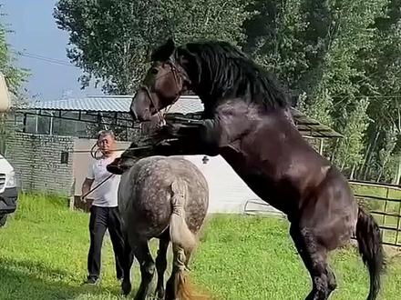 爱马如命!养马日常与养殖的20个秘诀!