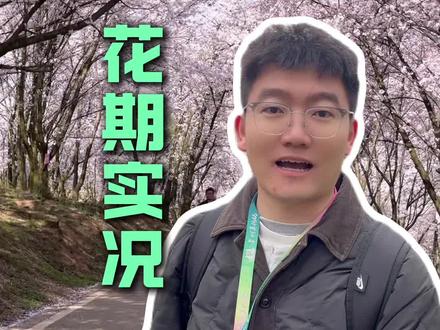 贵州平坝樱花今日实况,一条视频从花期!天气!穿衣!路线!教大家平坝樱花到底应该怎么玩。#平坝樱花 #贵州旅游推荐官 #贵州旅游景点推荐 #贵州旅游 #贵州旅游攻略