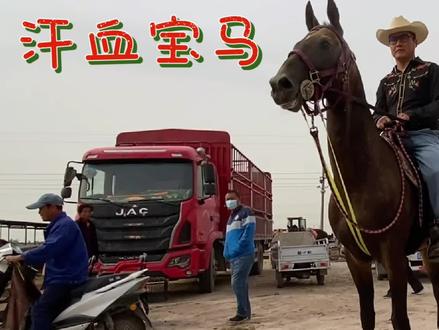 70万汗血儿马,配一次种就要5000元,真正的宝马什么来头?