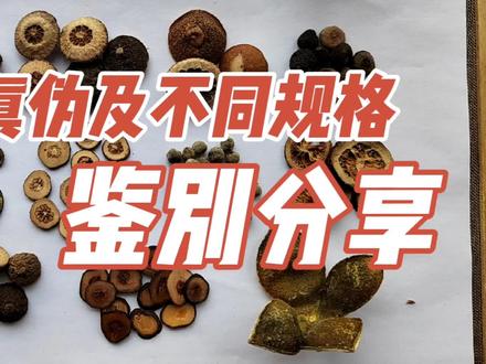 中药枳实的前世今生、真伪及不同规格鉴别分享(上篇) #枳实 #中药 #中药鉴别