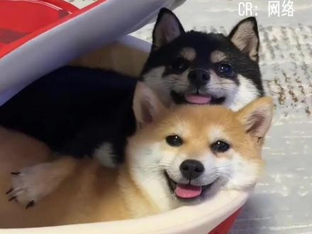 诡秘,这个网课是真有用 #抖音精选宠粉福利 #抖音细糠版#新年