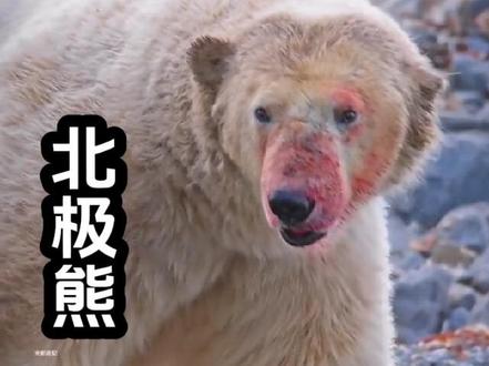 最大陆生食肉动物面临生存危机,80年内将在地球上灭绝!#北极熊 #野生动物零距离 #难得一见 #带你看世界