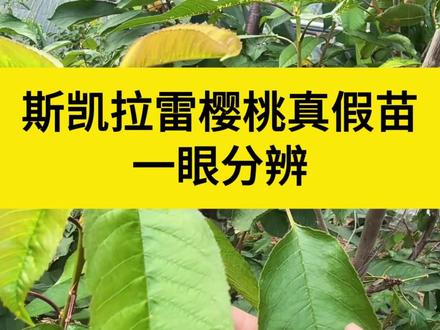辨别真假斯凯拉雷#樱桃#樱桃种植#樱桃管理#三农#抖音新农人