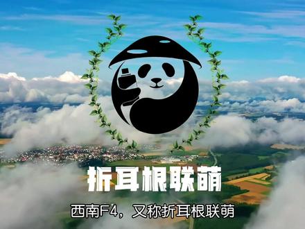 《西南F4公约增订细则》#西南f4 #折耳根联萌 #云贵川渝 #四川 #重庆