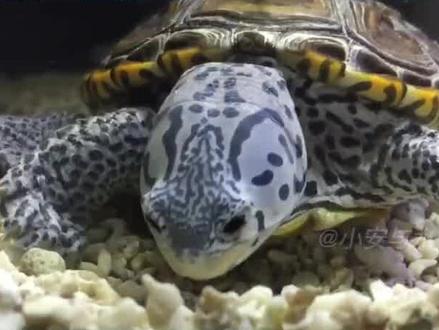 一起学养宠#人工繁殖 #龟宠时代 #养龟人 #宠物龟 @抖音小助手