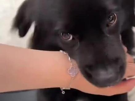 猫猫狗狗届的最高礼仪-咬手礼#可爱的狗狗🐶