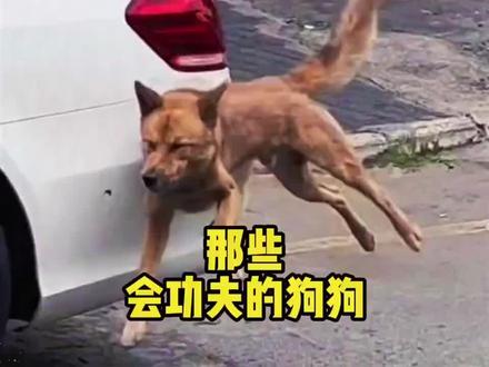 那些会功夫的小动物。#萌宠搞笑#关注我持续更新