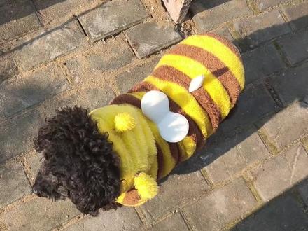 实木狗蜂手法绕板区,好秀啊好秀啊 #第五人格 #smgfxyjq #狗蜂 #前锋 #绕板区