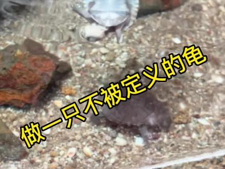 去吧~做一只不被定义的龟#奇异动物召集令