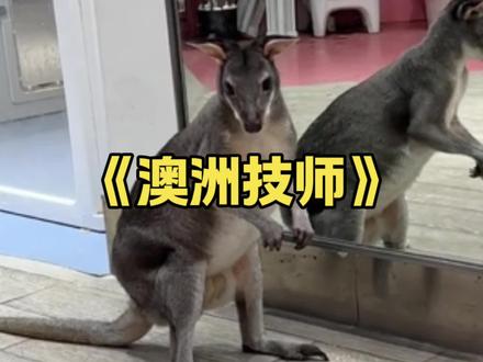 《澳洲技师》第一次直观的感受到了溜肩带来的好处!#搞笑#袋鼠#小猪#溜肩 #动物世界