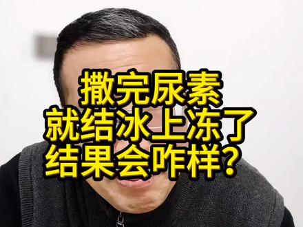 撒完尿素后结冰上冻了#结果会咋样#小麦施肥技术#服务三农