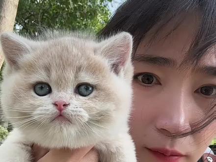 #紫金渐层#蓝金渐层#沈阳猫舍#杭州猫舍
