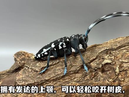 极致的把玩乐趣!五虫录独角仙模型开箱