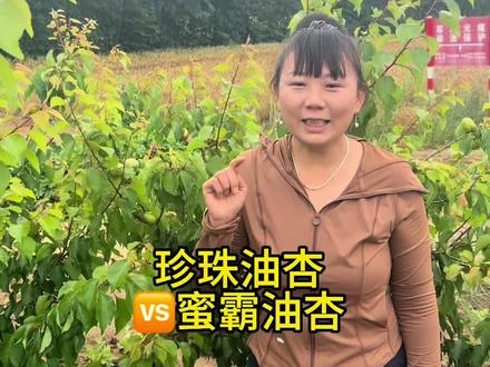 蜜霸油杏6月5号前后成熟,果个大硬度好,自花授粉产量高!#杏树苗 #蜜霸油杏树苗 #蜜霸油杏