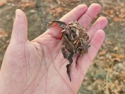 关于清理桃枭 关于清理桃枭,仅发表一下个人见解。
有说桃枭不能沾水,否则无效。我个人认为这是不对的。何为桃枭?道家说:“枭桃在树不落,杀百鬼”。我们正月在树上采摘的就是桃枭,和沾不沾水无关。而且桃枭饱经风霜,经冬不落,沾点水好像不能影响什么吧。
关于沉水问题,桃皮风干,像是朽木,内存空气。从物理角度密度低就会漂浮,因此入水漂浮是正常现象。
我们应当关注清理干净后的桃核,桃核沉水则密度高,皮质好,适合佩戴,桃核浮水则密度低,多为糠籽或不成熟的籽,寓意不好我们扔掉。
清理时用水泡软,撕掉外皮,用硬毛刷把桃核果肉残渣刷干净,不要晒干要阴干,防止开裂。
之后我们可以根据品质外形打磨适合佩戴的饰品。#桃核 #桃枭#饰品