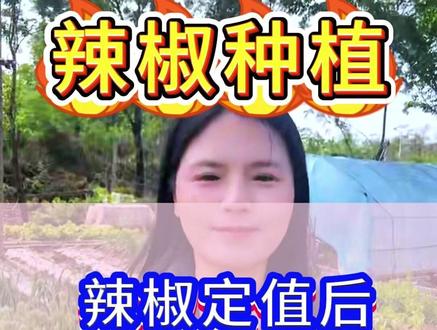 辣椒定值后,追肥有讲究,追的不对,辛辛苦苦全白费! #辣椒种植 #辣椒移栽 #辣椒追肥 #种菜 #农业种植