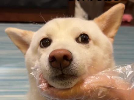 小狗微调能有多大改变?