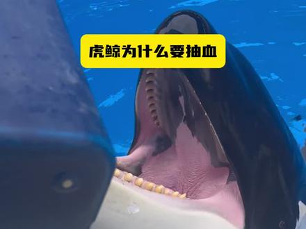 在线回答!为什么要抽血#虎鲸 #上海海昌海洋公园