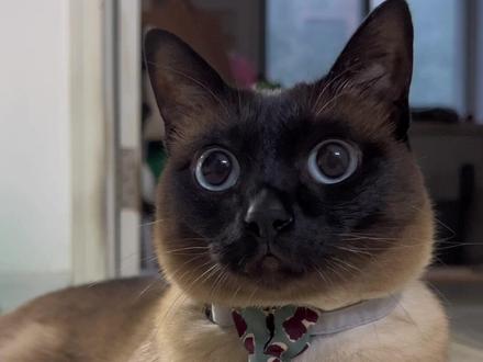 为啥瞳孔总是圆的呢?
#暹罗猫