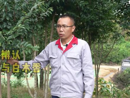 如何从外表区分奇楠#沉香树 和白木香树?很简单的,老吴来教你!#奇楠沉香 #沉香 #乡村振兴dou行动 #新农人
