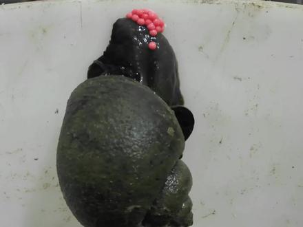 如果把福寿螺的外壳拆掉,它还能存活多久?